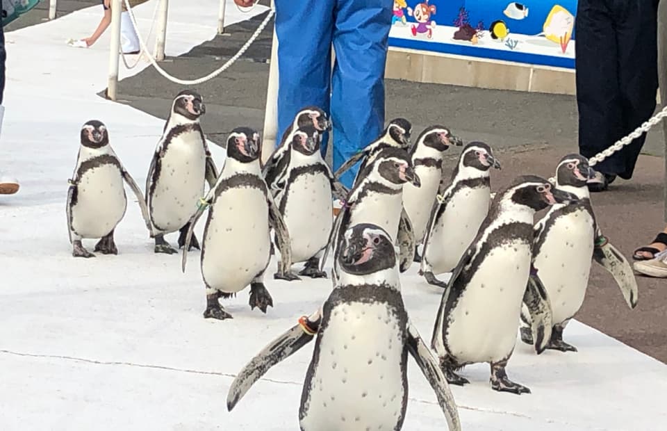 ペンギンの散歩の画像
